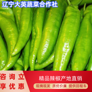 【鲜辣椒】原产地直供精品尖椒上市货源足量大从优