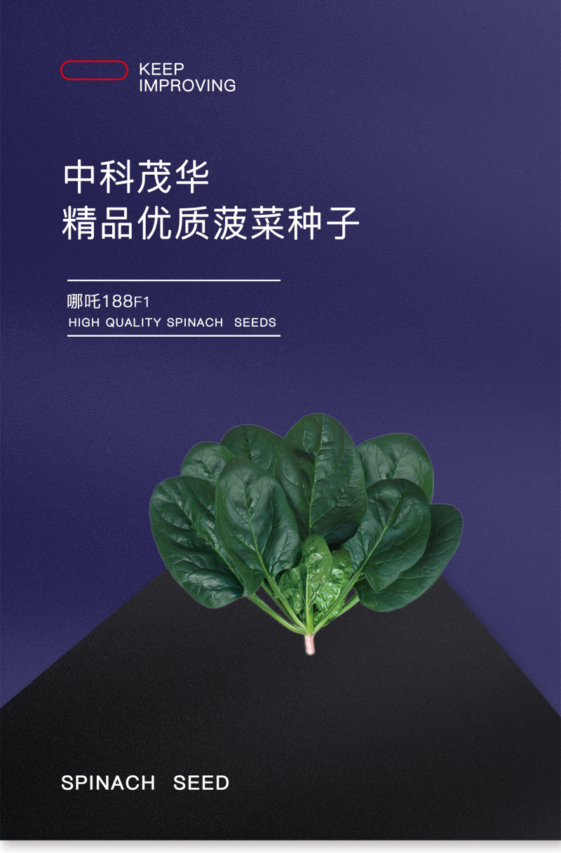 中科茂华蔬菜种子哪吒杂交菠菜种子大叶易捆扎