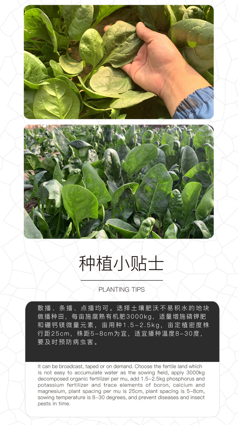 中科茂华蔬菜种子哪吒杂交菠菜种子大叶易捆扎