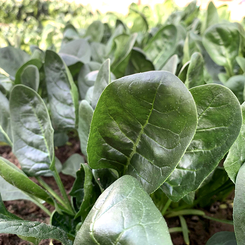 中科茂华蔬菜种子格力杂交菠菜种子大叶易捆扎