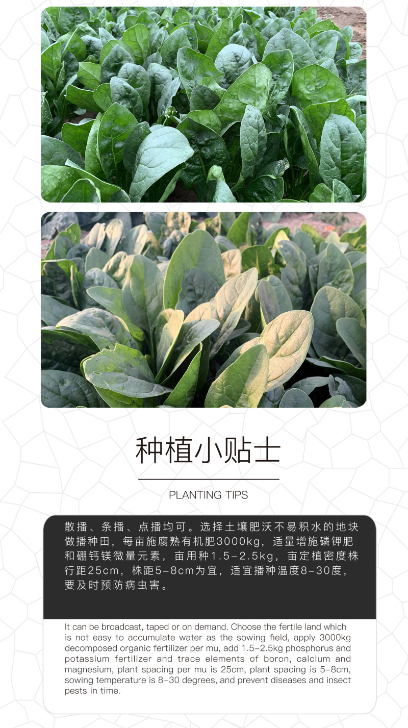 中科茂华蔬菜种子格力杂交菠菜种子大叶易捆扎