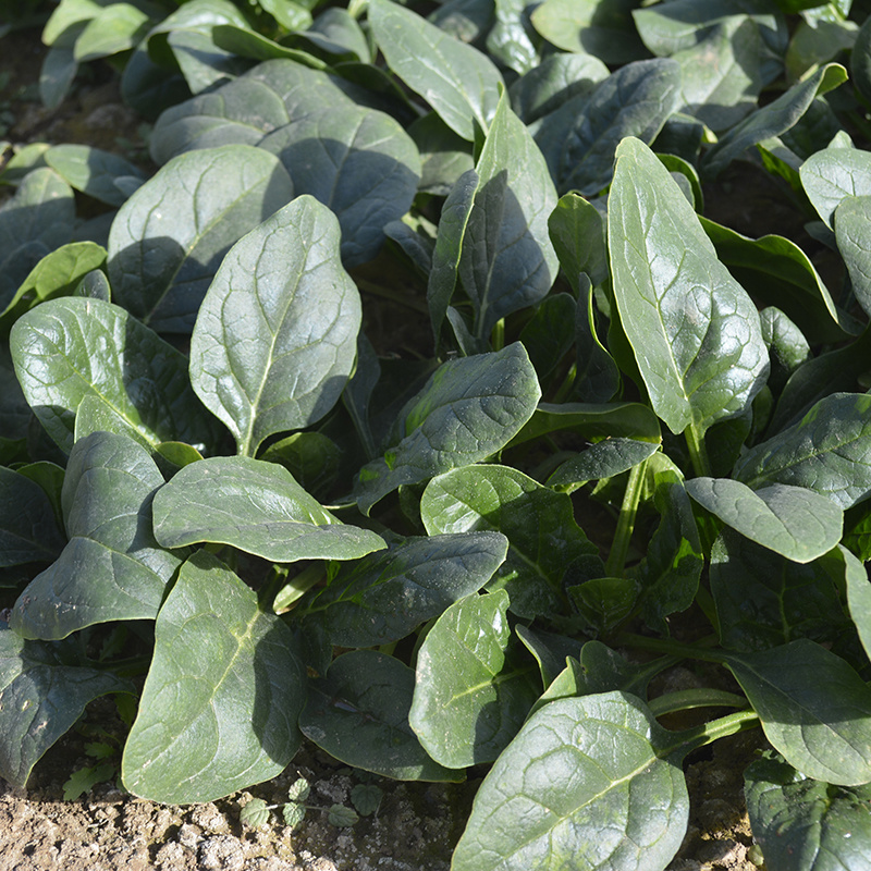 中科茂华蔬菜种子墨菲特杂交菠菜种子大叶易捆扎四季