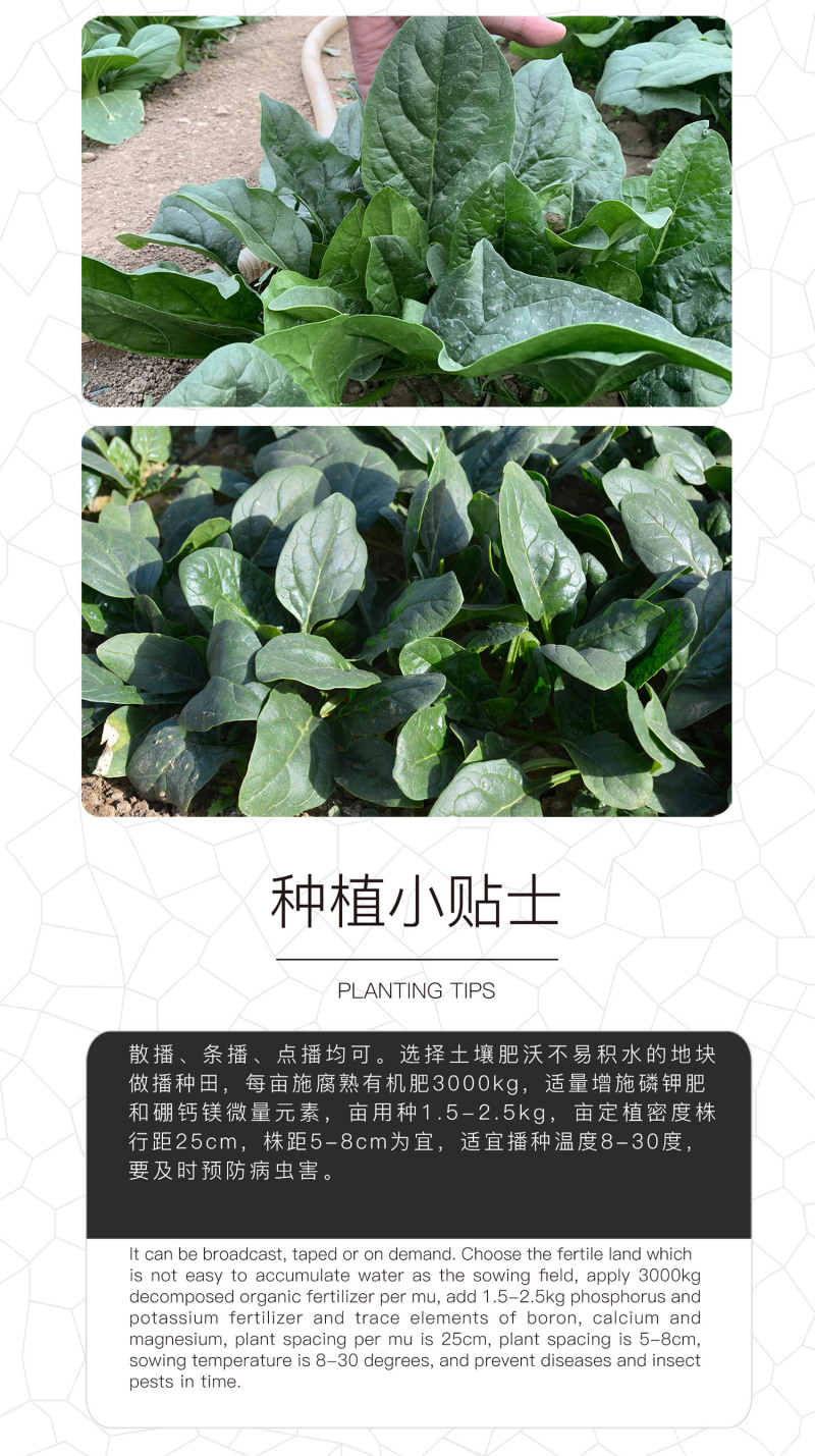 中科茂华蔬菜种子墨菲特杂交菠菜种子大叶易捆扎四季