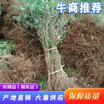 黄荆苗荆条苗黄荆荆条（蜜源植物）坝堤和荒山绿化树种