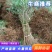 黄荆苗荆条苗黄荆荆条（蜜源植物）坝堤和荒山绿化树种