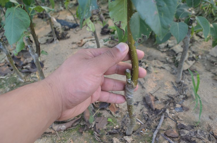 李子嫁接小苗标准株型展示