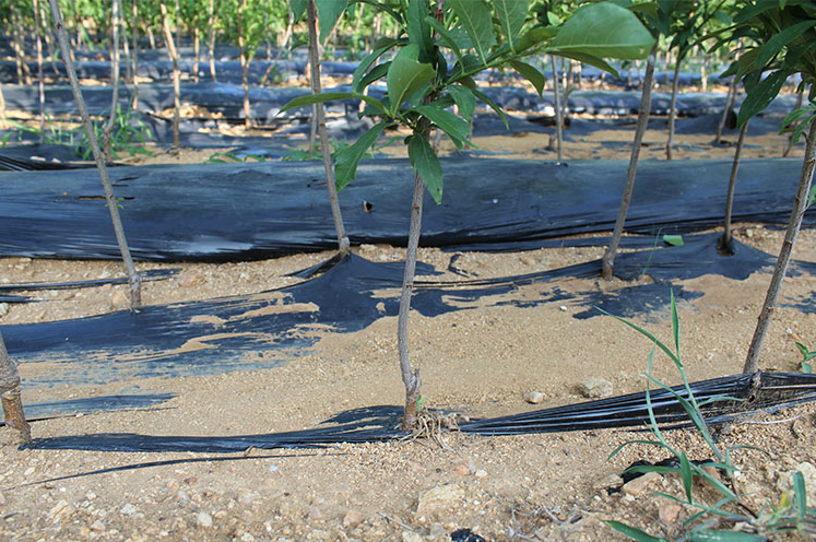 图为广西荔浦地区春季覆膜种植现场,有效提升地温促进早发芽 春季覆膜种植荔浦芋头