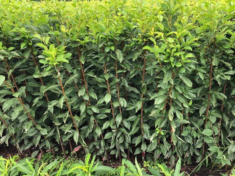 农户在果园中验收脆红李子苗