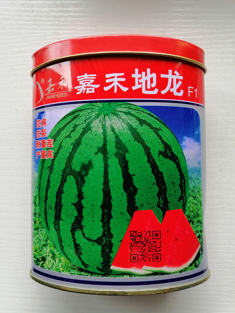 西农八号西瓜种子大果型抗病耐重茬中熟超甜高产基地专用