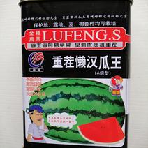 耐重茬懒汉西瓜种子高产-8424西瓜种子