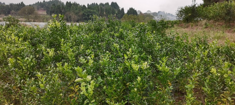 【假一罚十】柑桔苗不知火柑桔苗基地直销包存活包技术