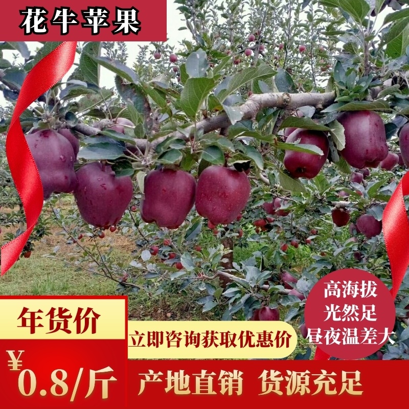 甘肃花牛苹果产地供应，一手货源，代发全国