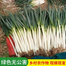 河南精品铁杆大葱天光一本大葱大量上市中货源充足