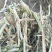 花生秧，羊草牛草马饲料鹿草驴草无土无膜无霉变