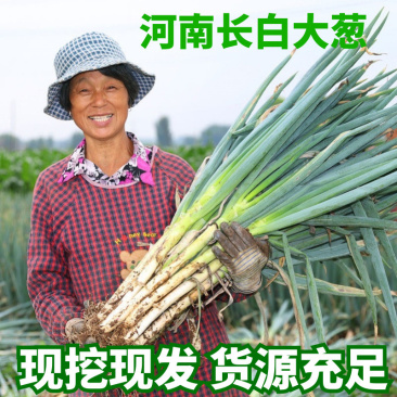河南精品长白大葱货源充足产地直销欢迎来电咨询