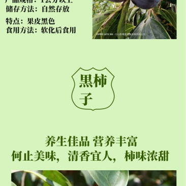 现挖先发黒柿子树苗全国可种植柿子苗