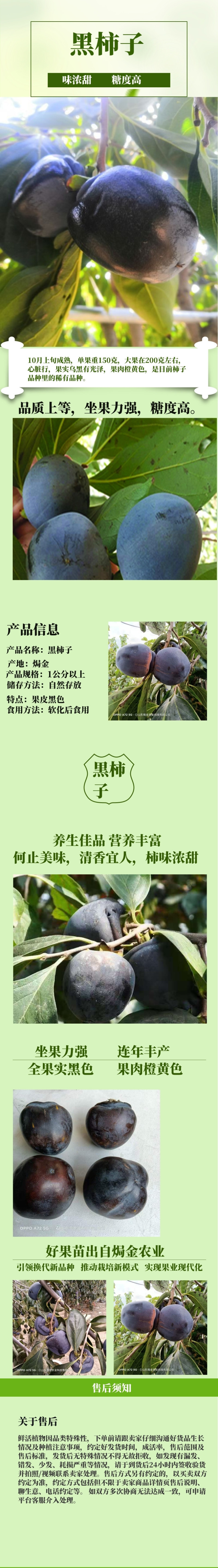 现挖先发黒柿子树苗全国可种植柿子苗
