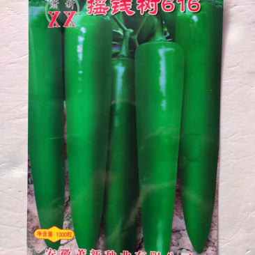 辣椒种子摇钱树616早熟高产抗病肉厚耐热耐湿