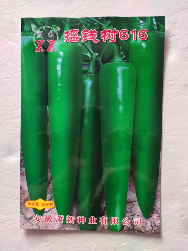 辣椒种子摇钱树616早熟高产抗病肉厚耐热耐湿