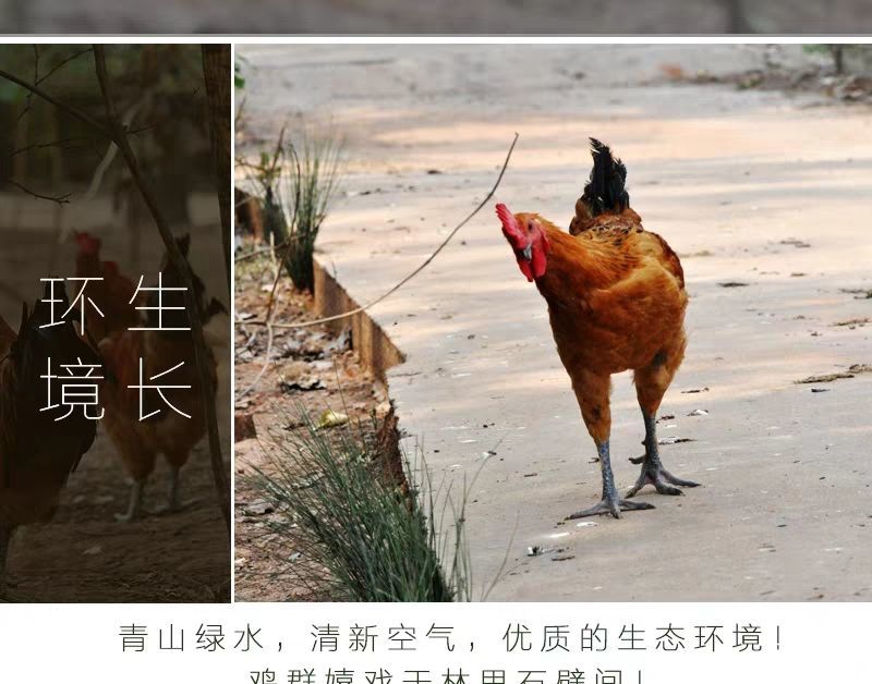 包邮农家散养公鸡柴鸡土鸡草鸡笨鸡走地鸡月子鸡老母鸡现杀鲜