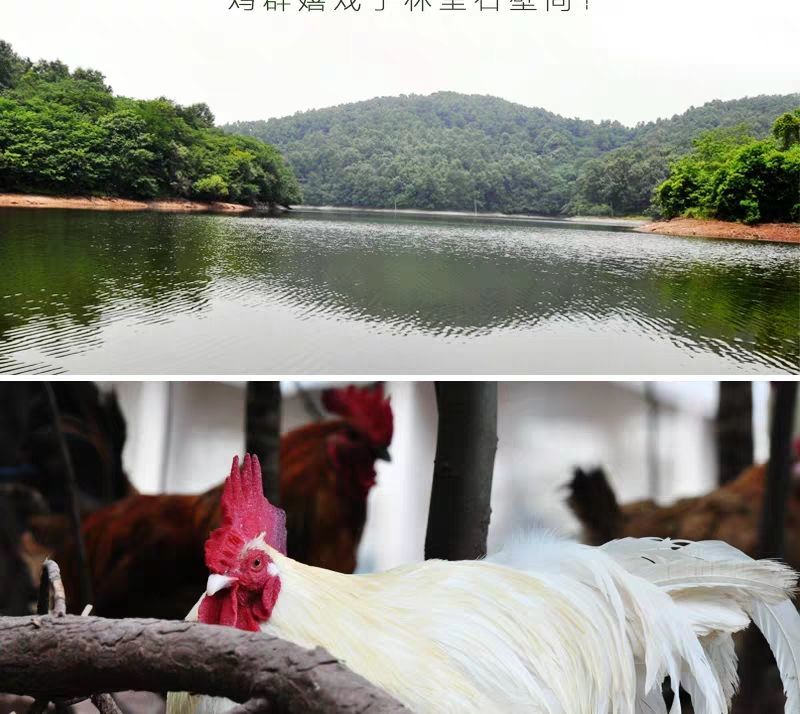 包邮农家散养公鸡柴鸡土鸡草鸡笨鸡走地鸡月子鸡老母鸡现杀鲜