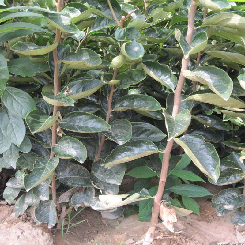 现挖先发黒柿子树苗全国可种植柿子苗