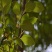 现挖先发黒柿子树苗全国可种植柿子苗