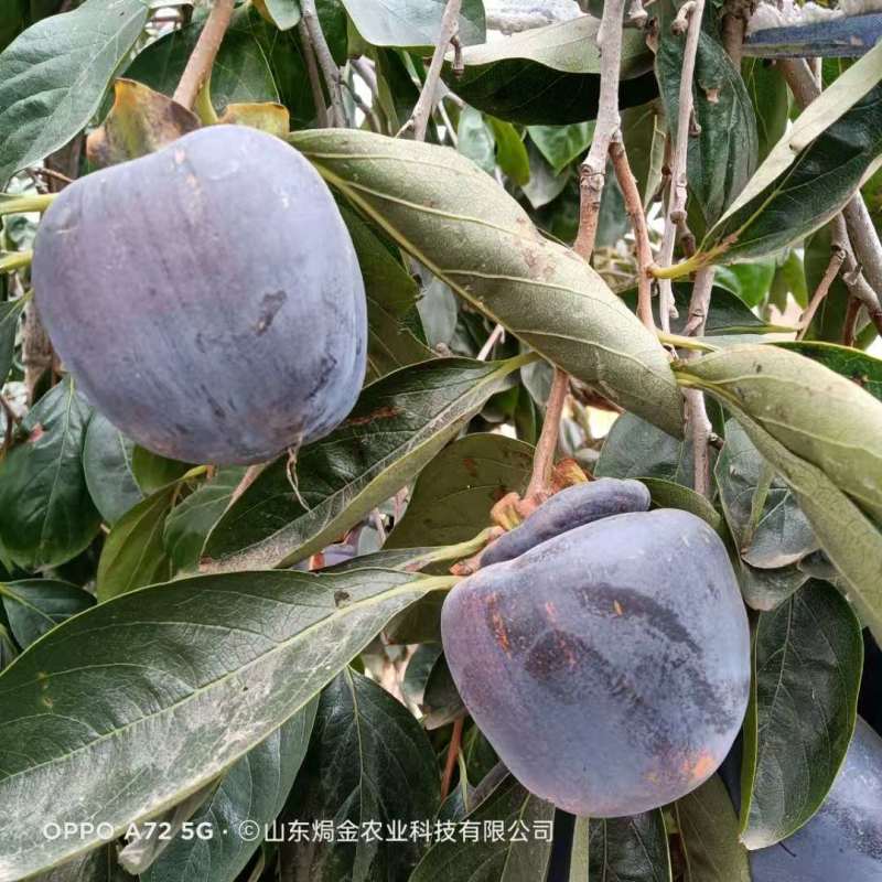 现挖先发黒柿子树苗全国可种植柿子苗