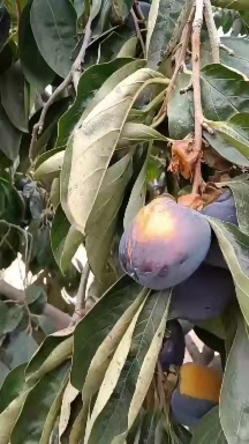 现挖先发黒柿子树苗全国可种植柿子苗