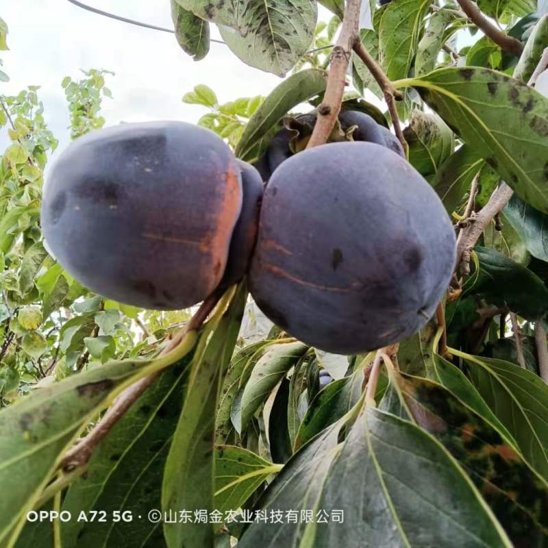 现挖先发黒柿子树苗全国可种植柿子苗