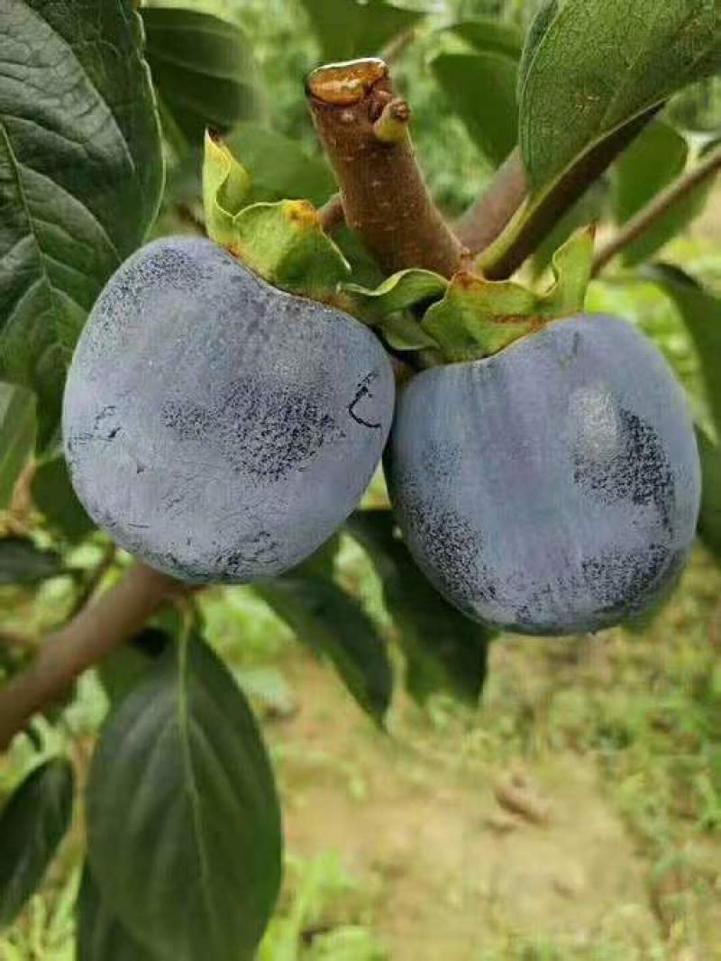 现挖先发黒柿子树苗全国可种植柿子苗