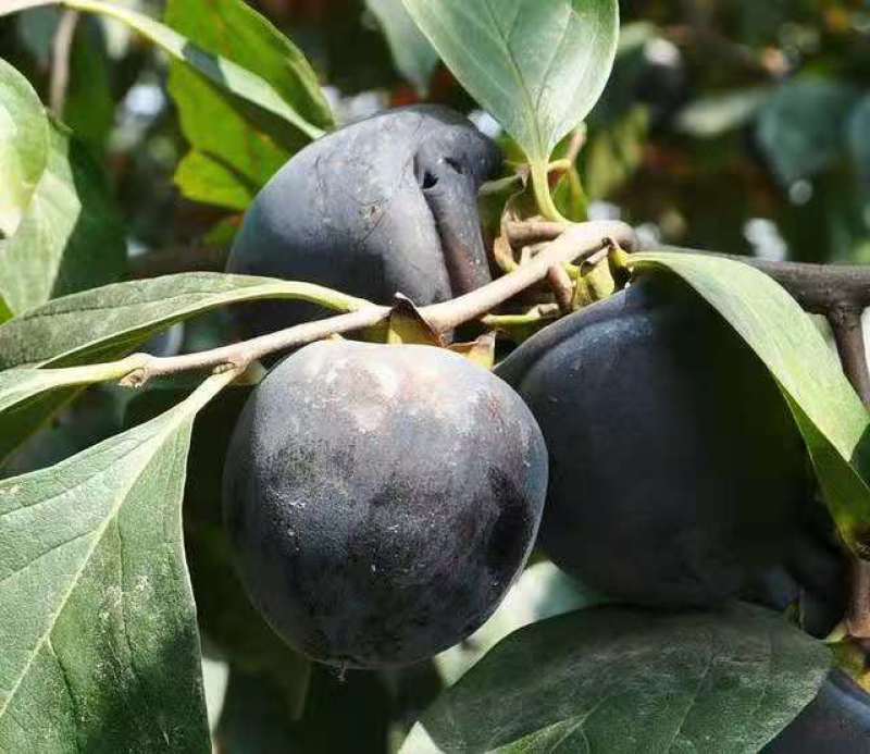 现挖先发黒柿子树苗全国可种植柿子苗