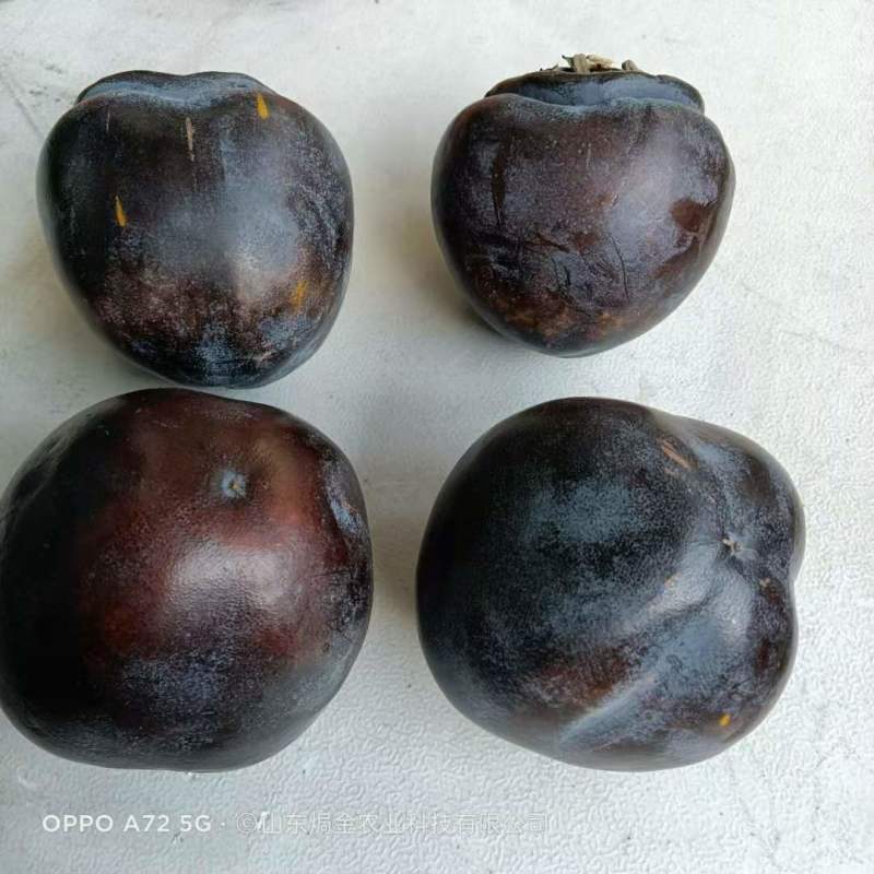现挖先发黒柿子树苗全国可种植柿子苗