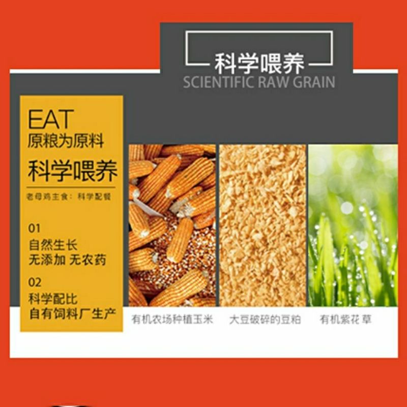 散养2年大黑鸡老母鸡)黑脚鸡土鸡笨鸡柴鸡月子鸡走地鸡跑山