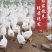 大鹅农家散养新鲜现杀冷冻鹅肉鹅掌笨鹅整只土鹅嫩鹅滋补食材