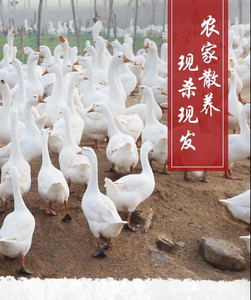 大鹅农家散养新鲜现杀冷冻鹅肉鹅掌笨鹅整只土鹅嫩鹅滋补食材