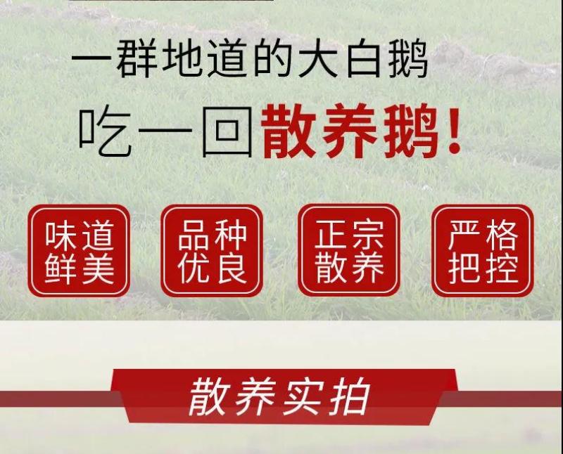 大鹅农家散养新鲜现杀冷冻鹅肉鹅掌笨鹅整只土鹅嫩鹅滋补食材