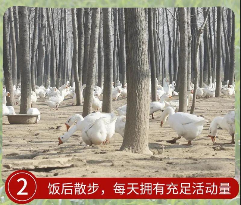 大鹅农家散养新鲜现杀冷冻鹅肉鹅掌笨鹅整只土鹅嫩鹅滋补食材