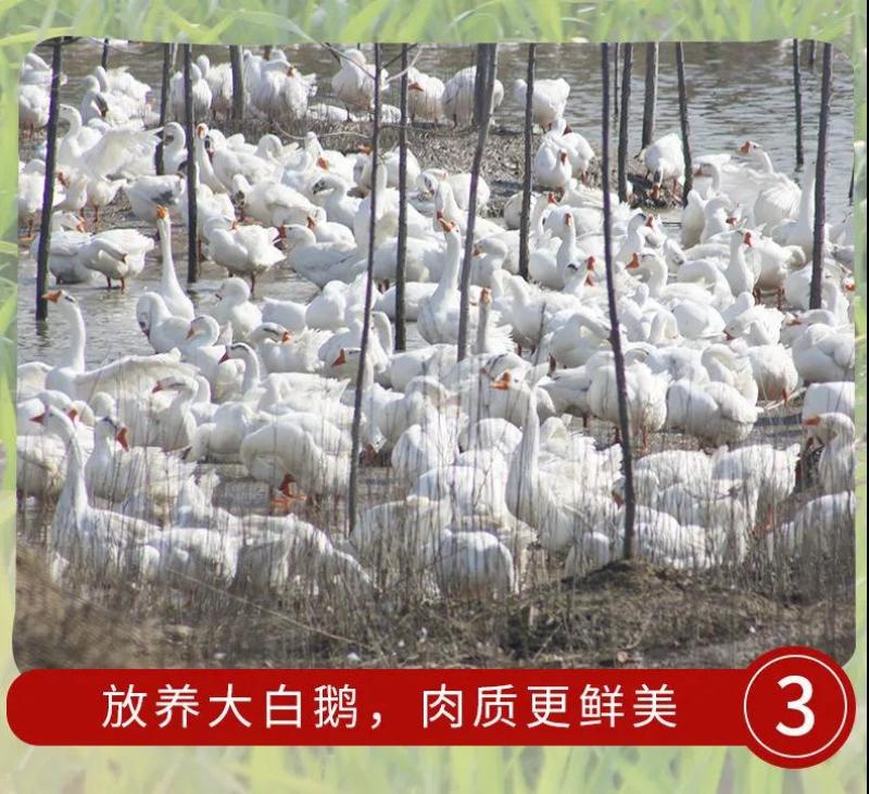 大鹅农家散养新鲜现杀冷冻鹅肉鹅掌笨鹅整只土鹅嫩鹅滋补食材