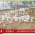 大鹅农家散养新鲜现杀冷冻鹅肉鹅掌笨鹅整只土鹅嫩鹅滋补食材