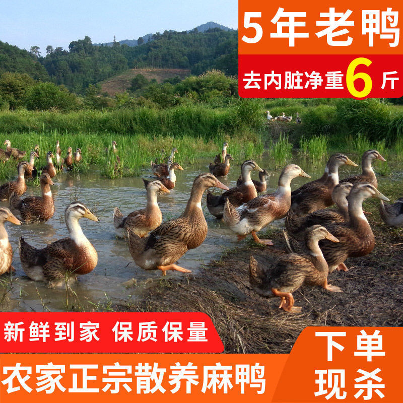 老鸭散养现杀老麻鸭农家土鸭笨鸭新鲜鸭子肉整只老母鸭肉火锅
