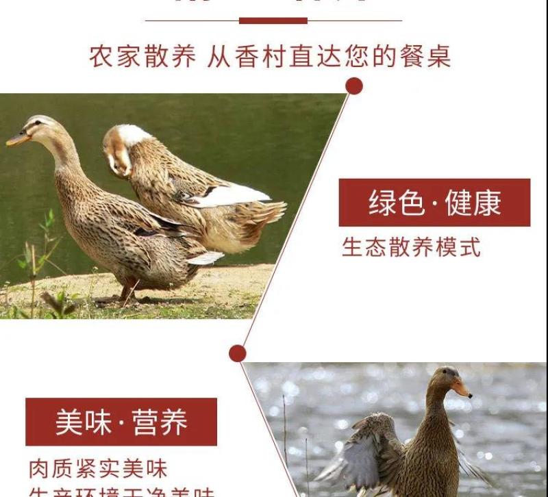老鸭散养现杀老麻鸭农家土鸭笨鸭新鲜鸭子肉整只老母鸭肉火锅