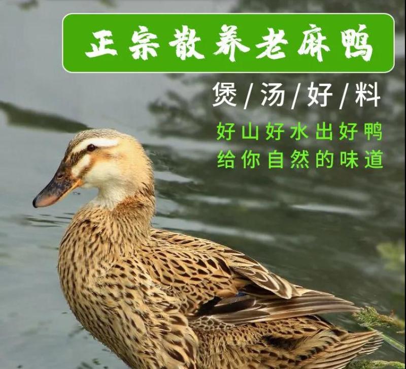 老鸭散养现杀老麻鸭农家土鸭笨鸭新鲜鸭子肉整只老母鸭肉火锅