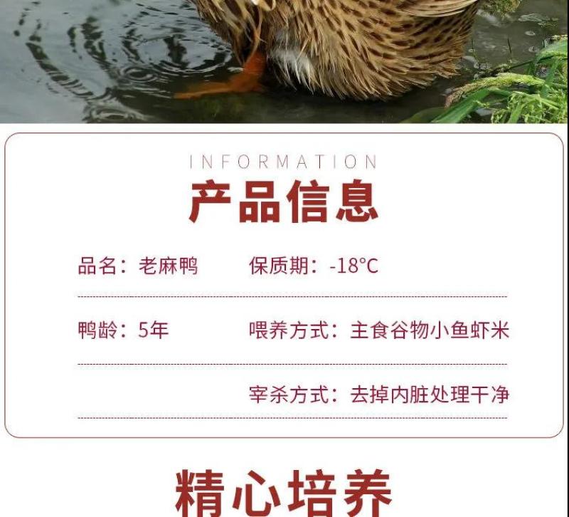 老鸭散养现杀老麻鸭农家土鸭笨鸭新鲜鸭子肉整只老母鸭肉火锅