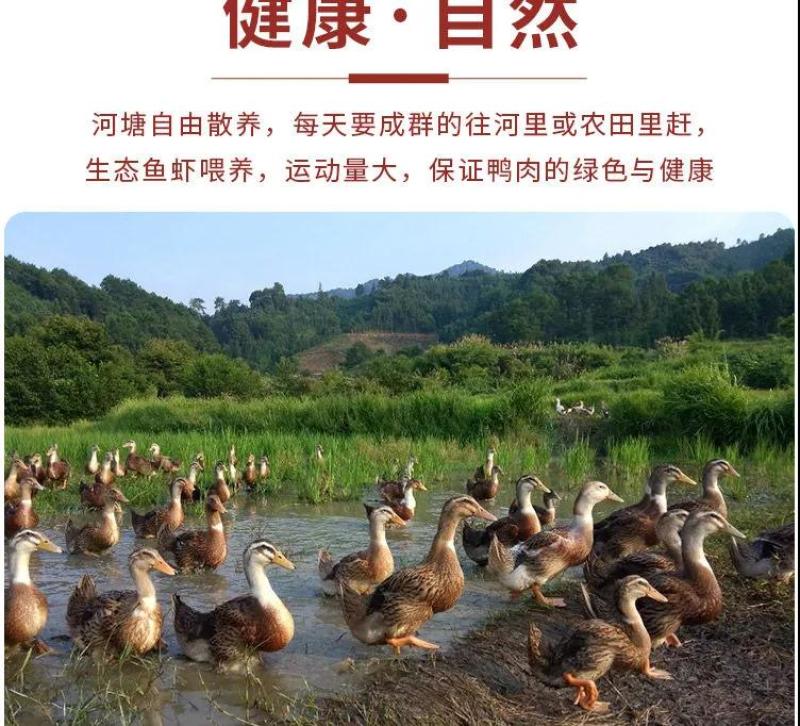 老鸭散养现杀老麻鸭农家土鸭笨鸭新鲜鸭子肉整只老母鸭肉火锅