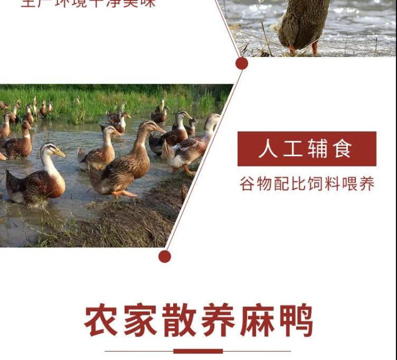 老鸭散养现杀老麻鸭农家土鸭笨鸭新鲜鸭子肉整只老母鸭肉火锅