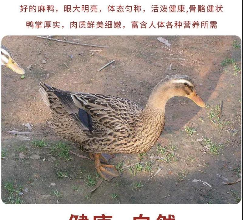 老鸭散养现杀老麻鸭农家土鸭笨鸭新鲜鸭子肉整只老母鸭肉火锅