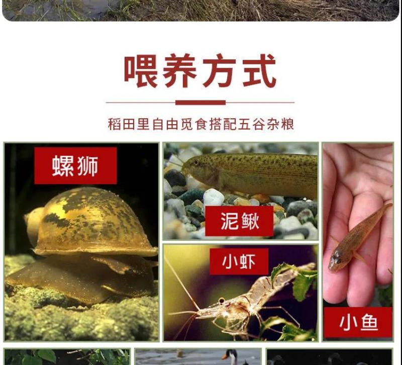 老鸭散养现杀老麻鸭农家土鸭笨鸭新鲜鸭子肉整只老母鸭肉火锅