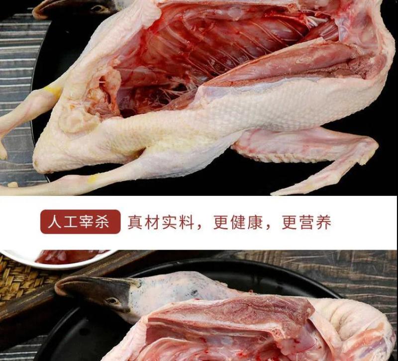老鸭散养现杀老麻鸭农家土鸭笨鸭新鲜鸭子肉整只老母鸭肉火锅