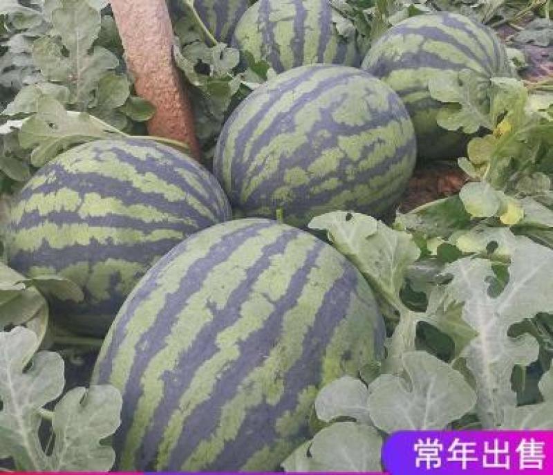 嫁接甜王西瓜苗甜王西瓜种苗精品甜王西瓜苗西瓜苗苗厂